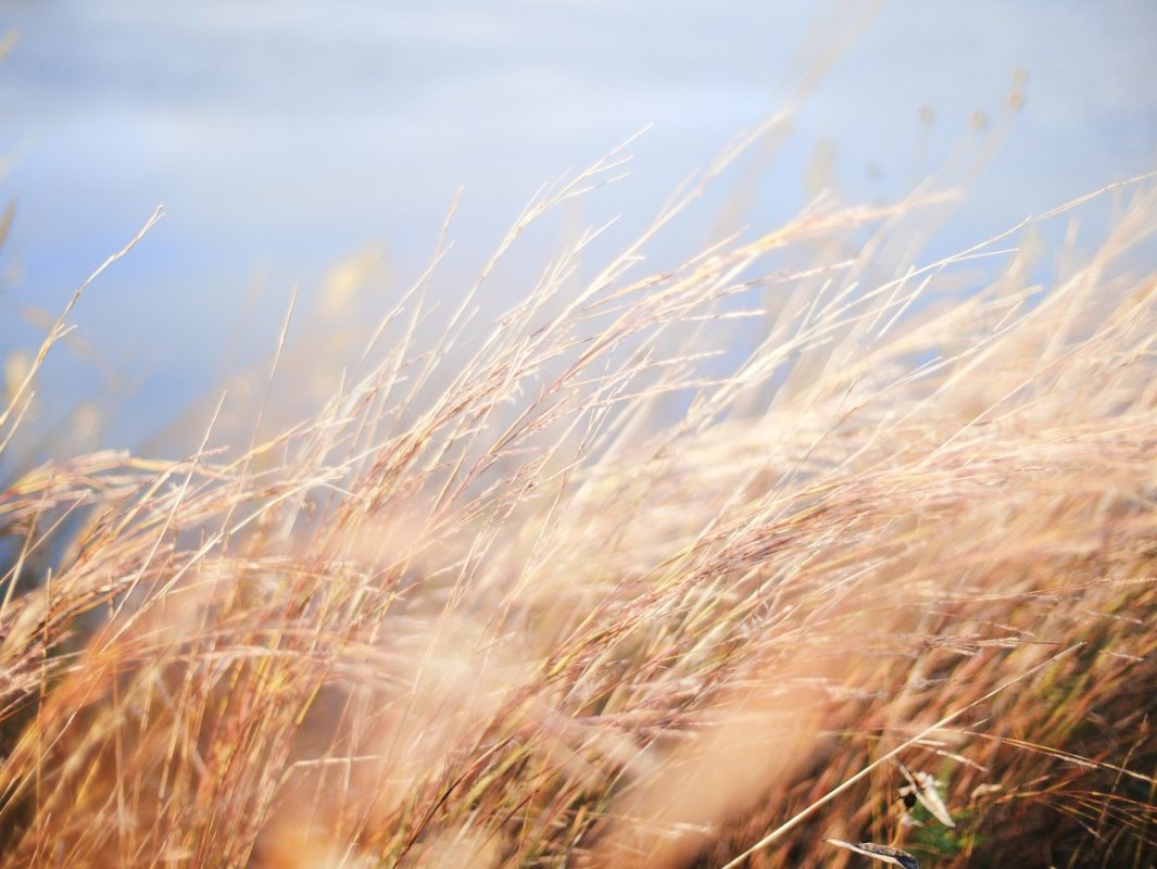 wheat, field wheat